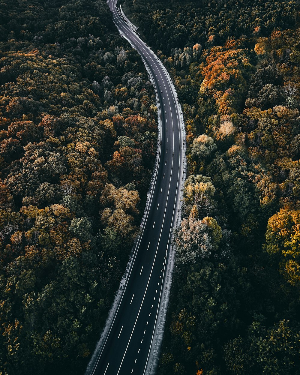 aerial photography of road between trees