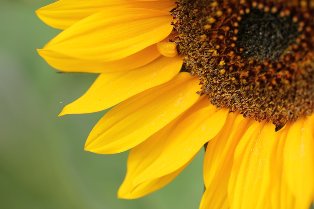 close-up photo of sunflower