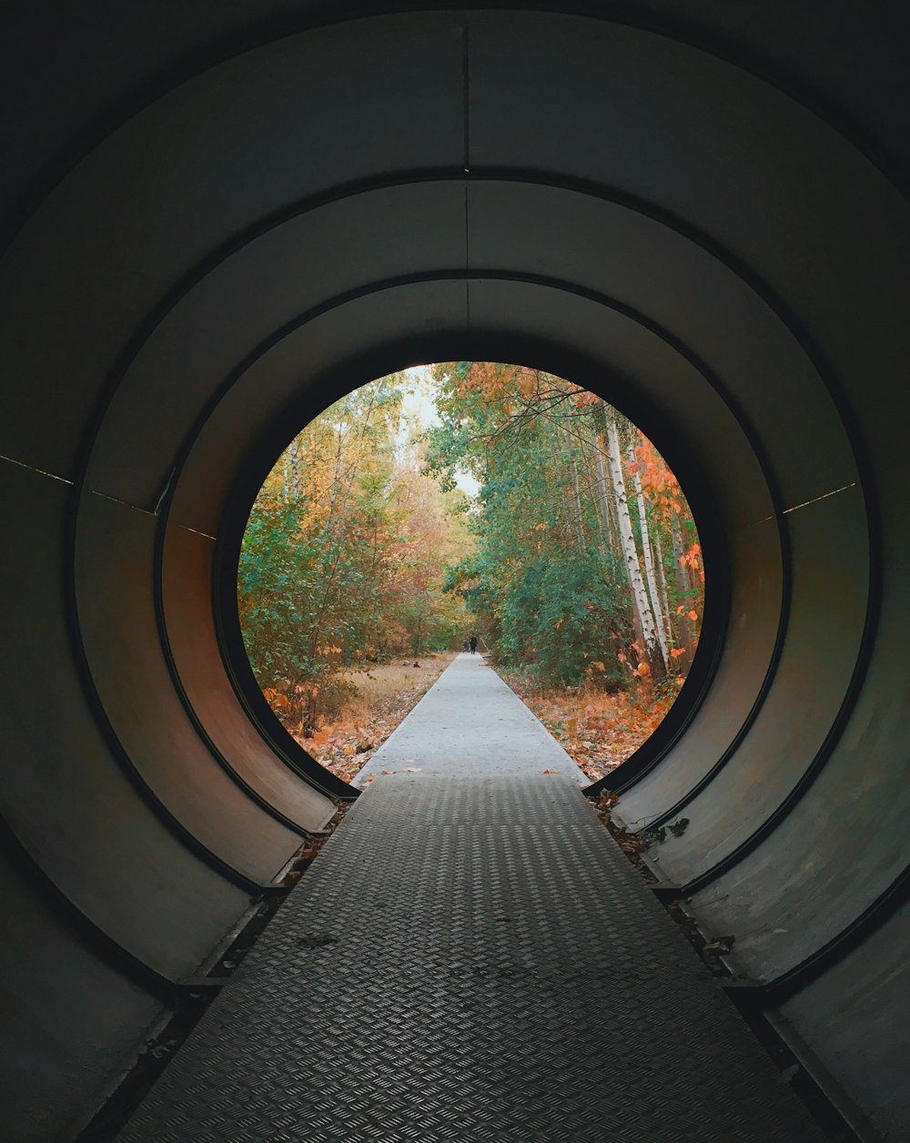 personne montrant un tunnel vers la forêt