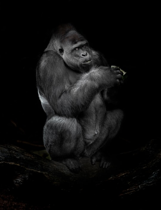 gorilla sketch in Taronga Zoo Australia