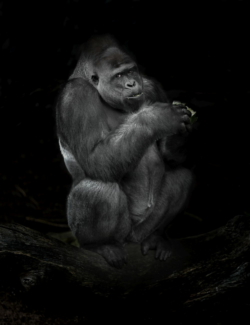 gorilla sketch