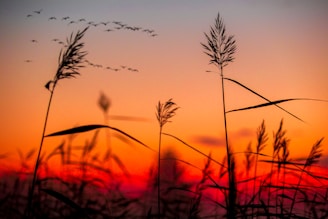 silhouette photography of plants