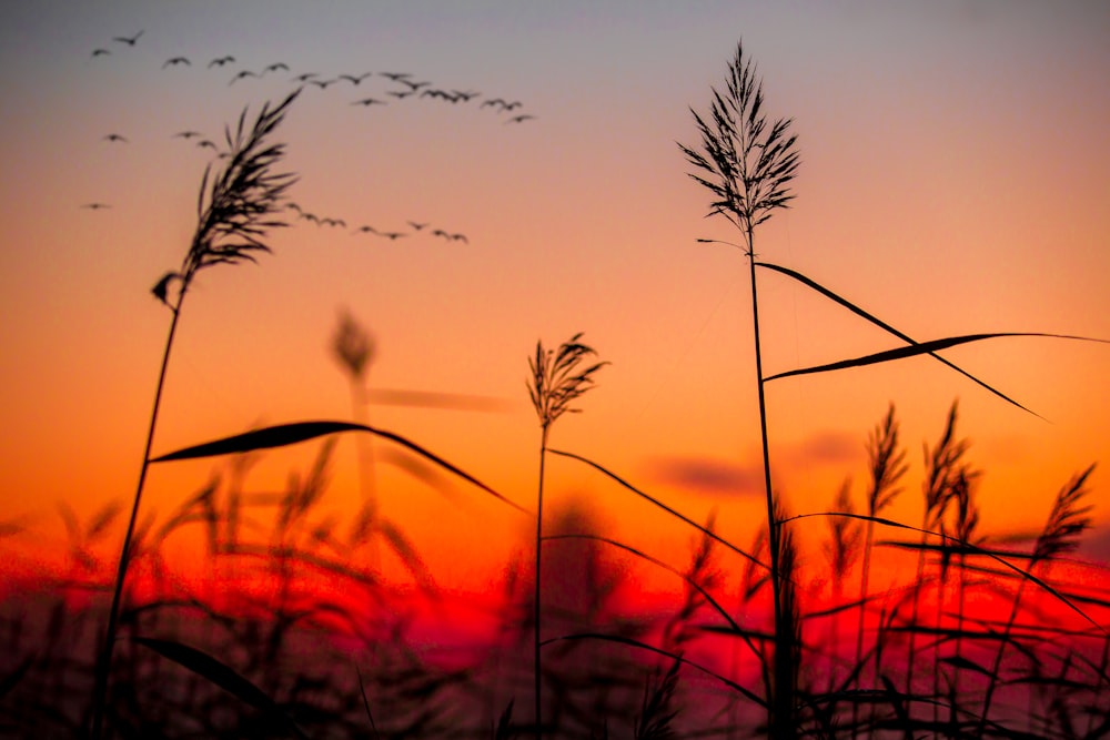 silhouette photography of plants