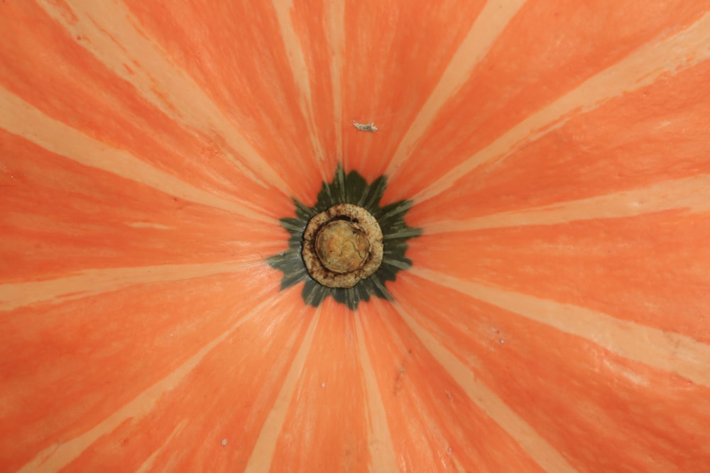 red and green squash