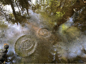 A vibrant ripple effect spreading across a calm digital pond.