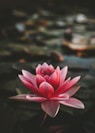 pink and white lotus flower