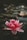 pink and white lotus flower