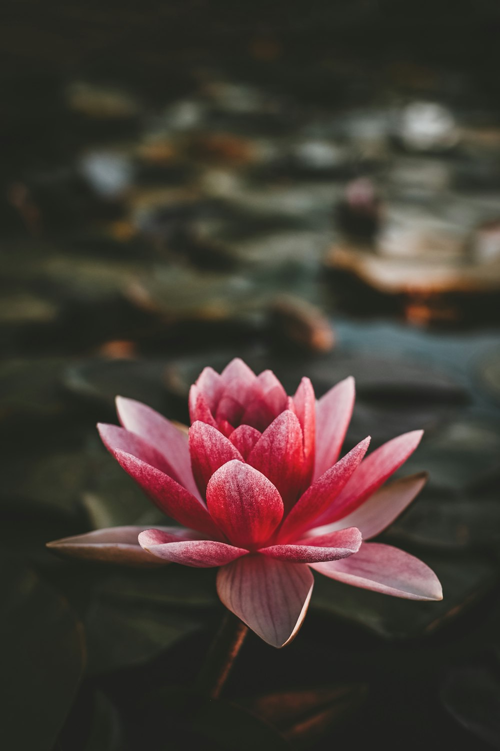 Flor de lótus rosa e branca