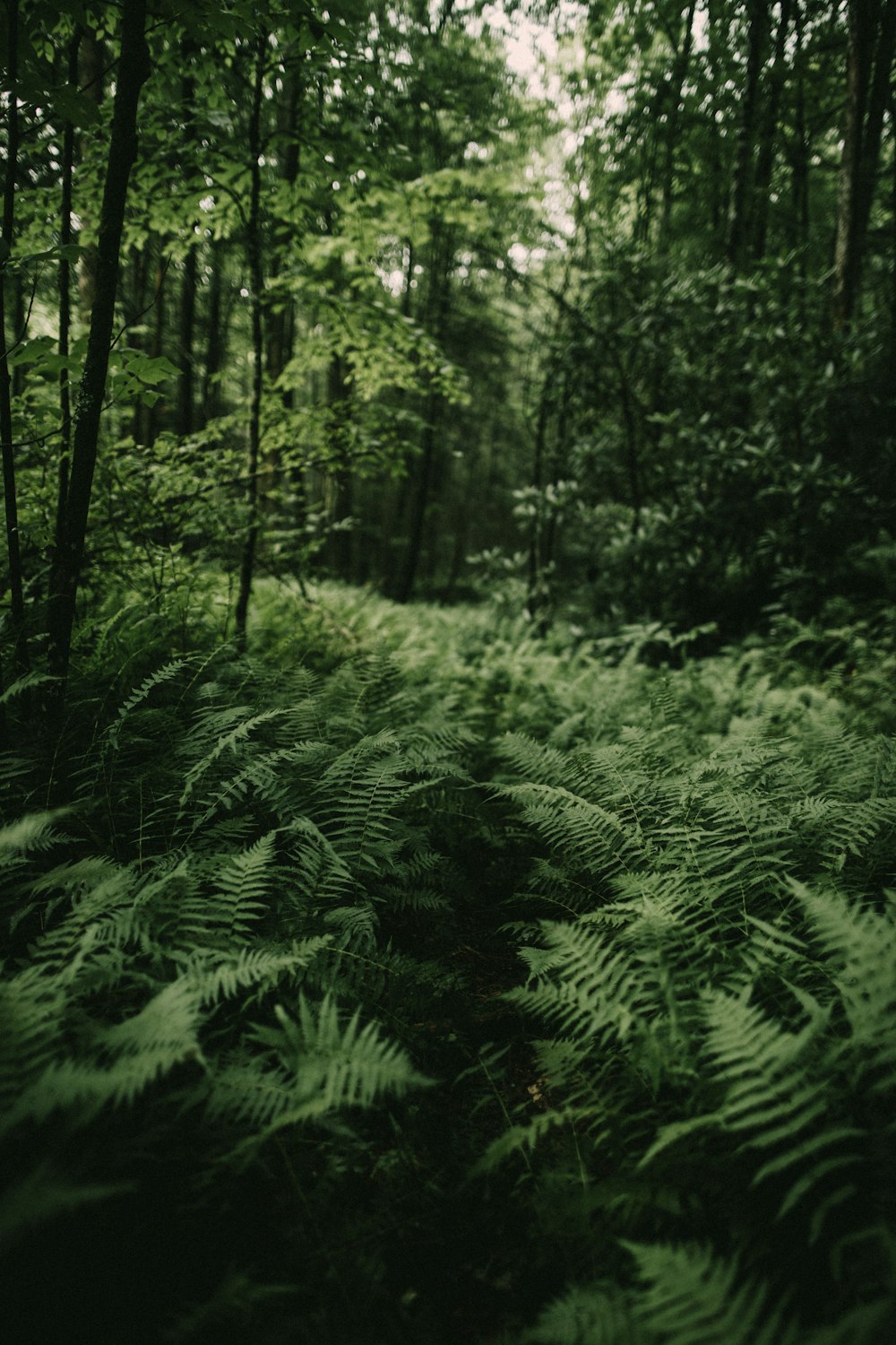 green forest photo