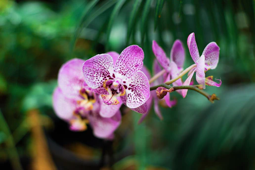 Close-up of vibrant orchids blooming in Singapore’s lush garden