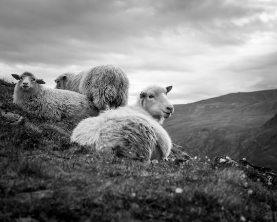 three sheeps lying on grass in Jotunheimen Norway