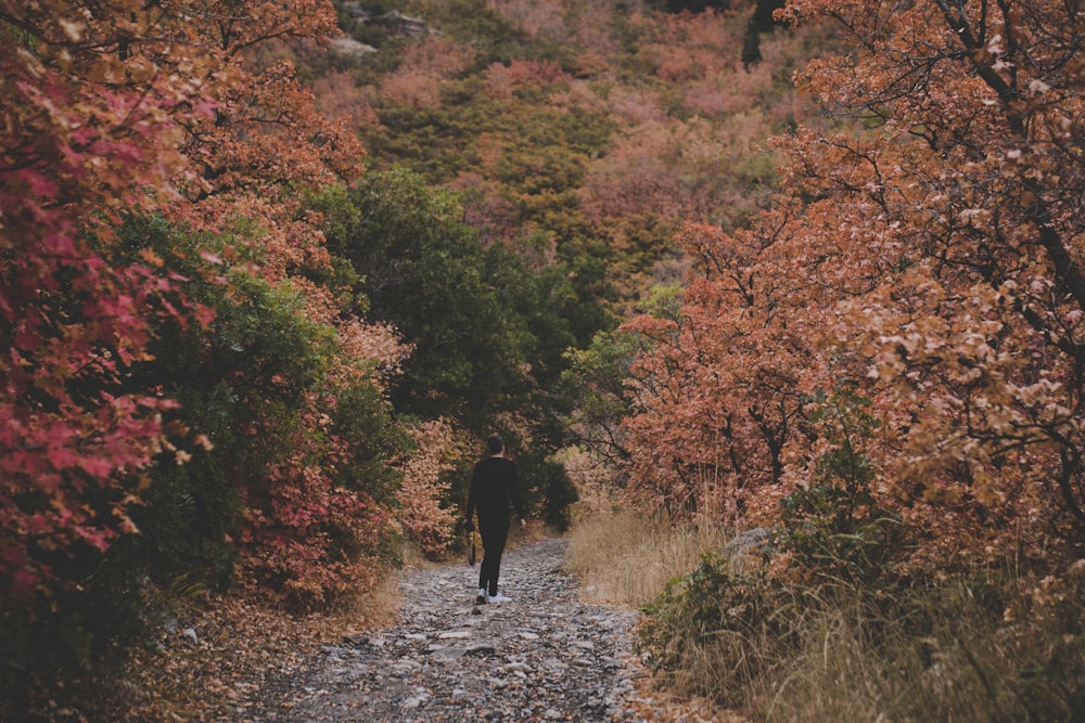 person walking on forest