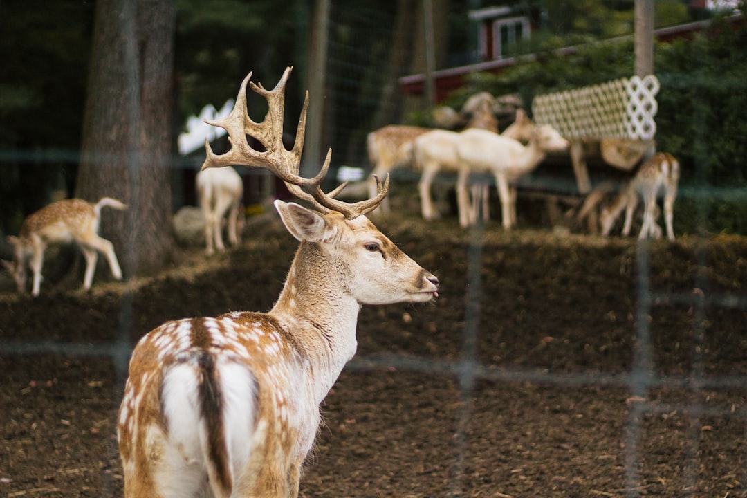 group of deer