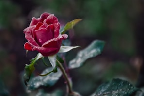 A close-up of a single red rose with dewdrops, symbolizing love and passion.