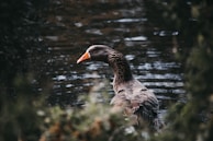 A gray goose with distinct white markings on its face and an orange beak is standing in water surrounded by foliage. The background is blurred, enhancing the focus on the goose.