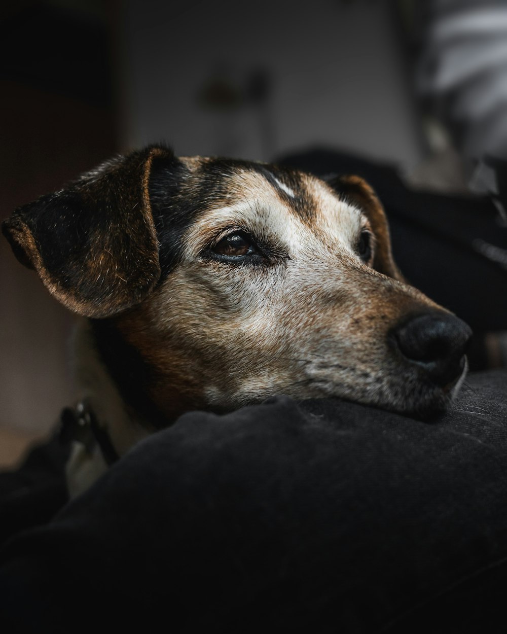 close-up photography of brown dog