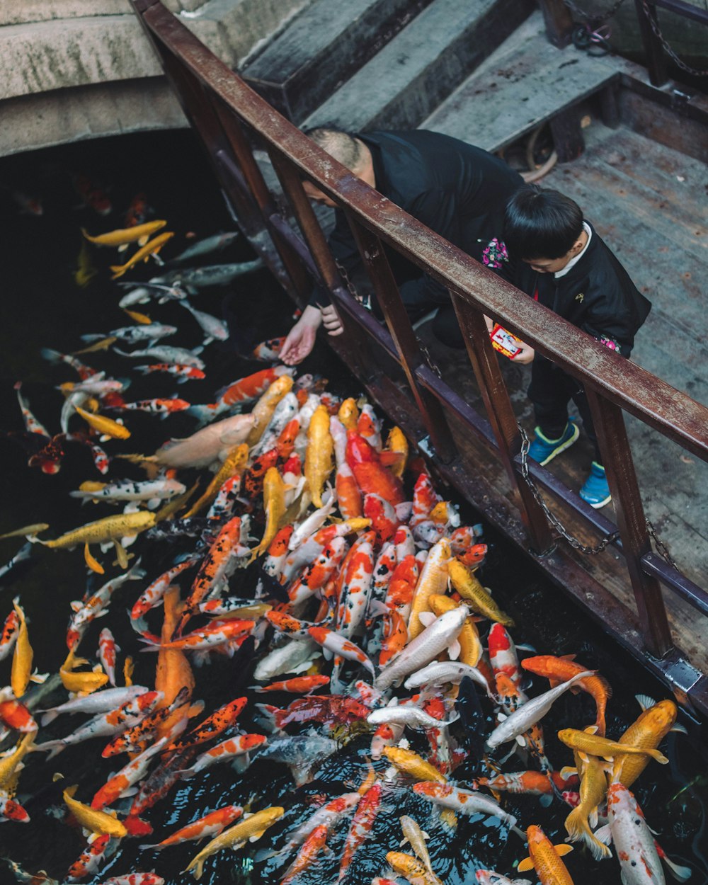 man feeding fish on water