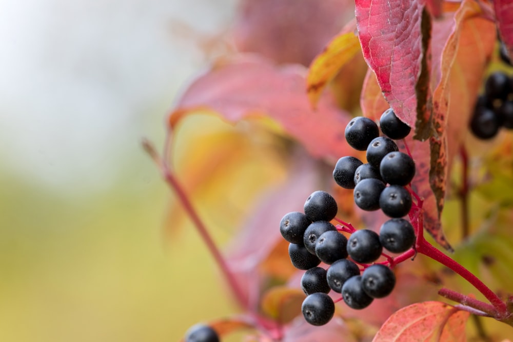 selective focus photography of black plant berries during daytime