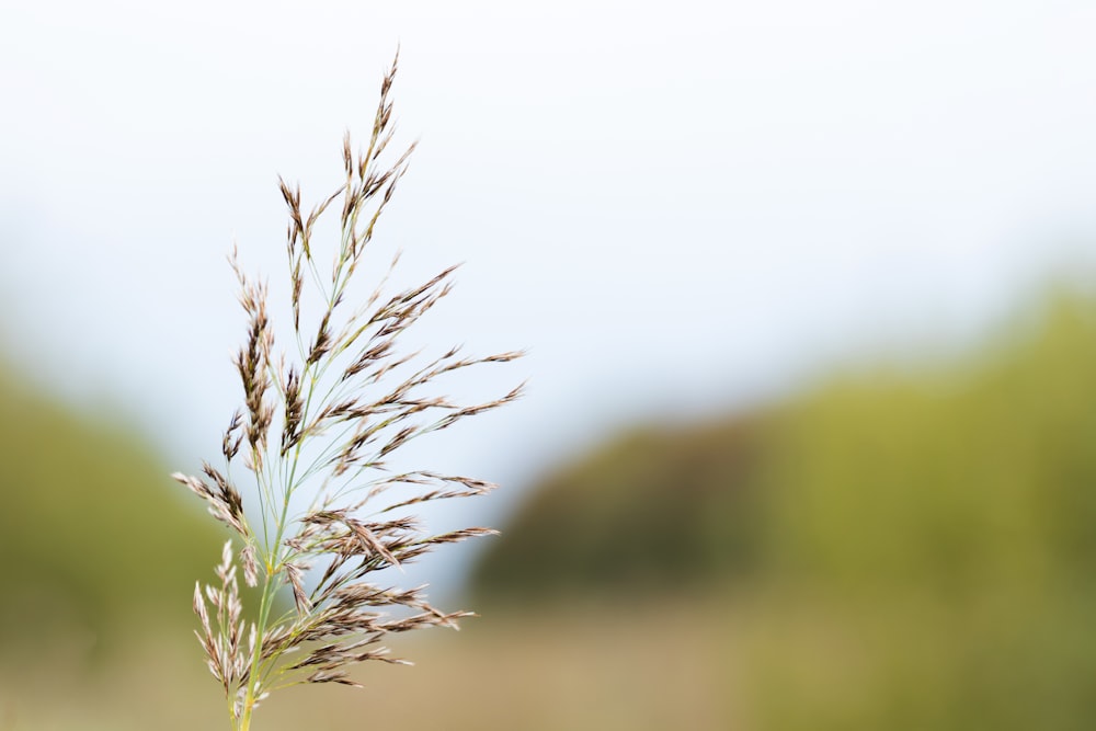 selective focus photography of brown plant during daytime