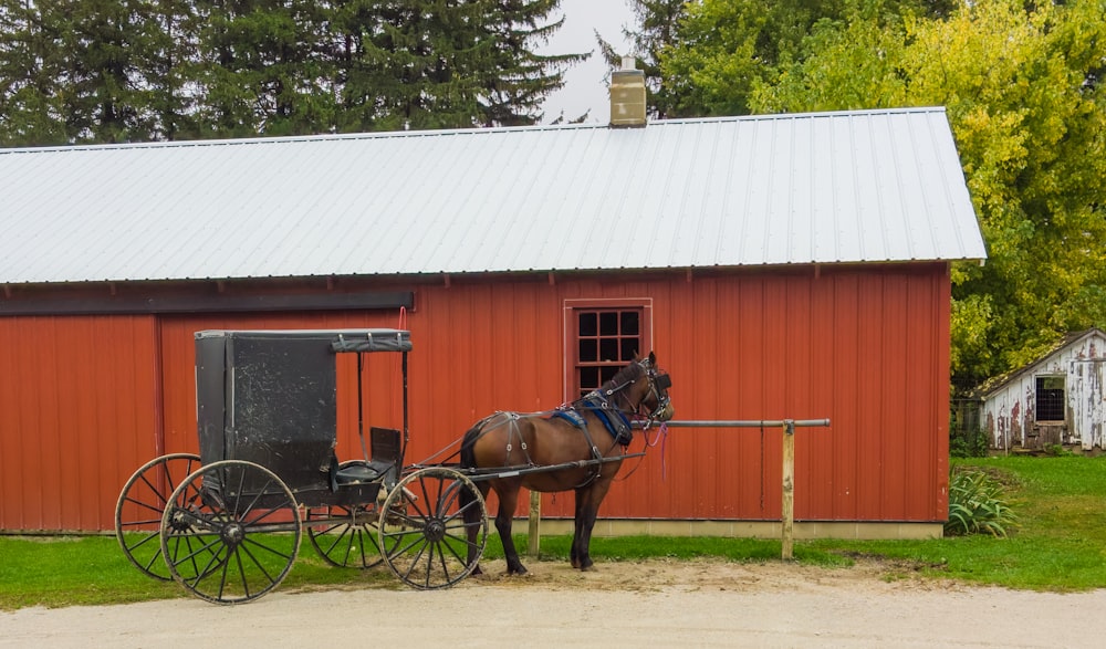 horse beside building