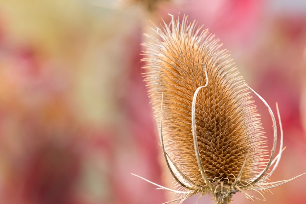 brown cat tails