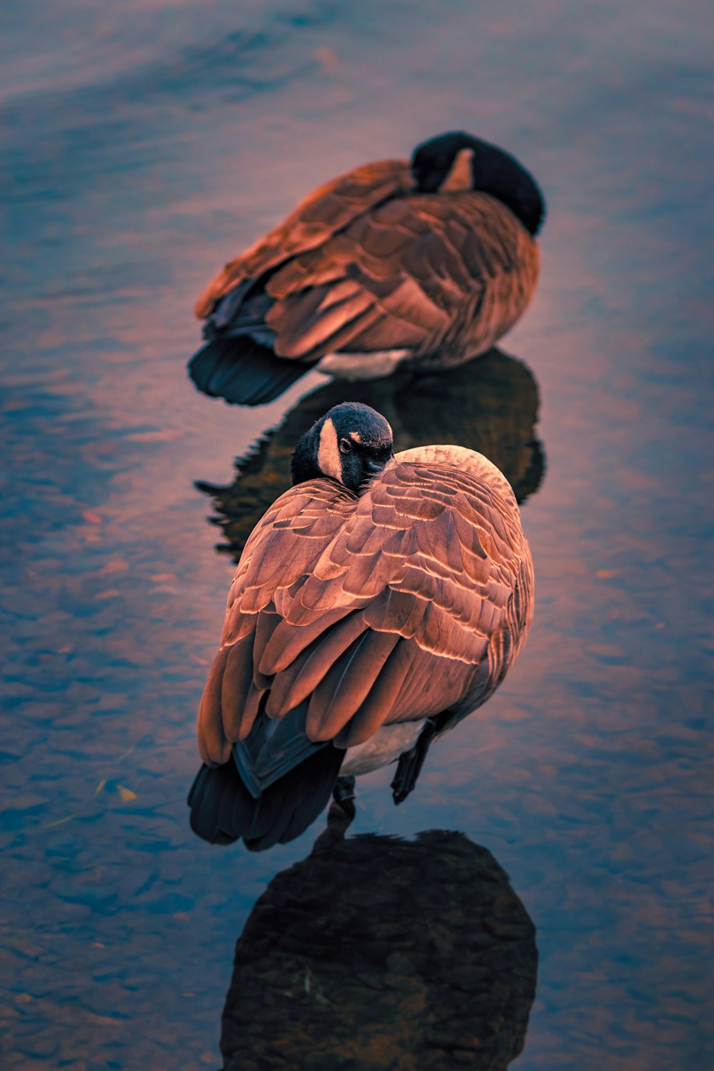 two Canadian geese on body of water