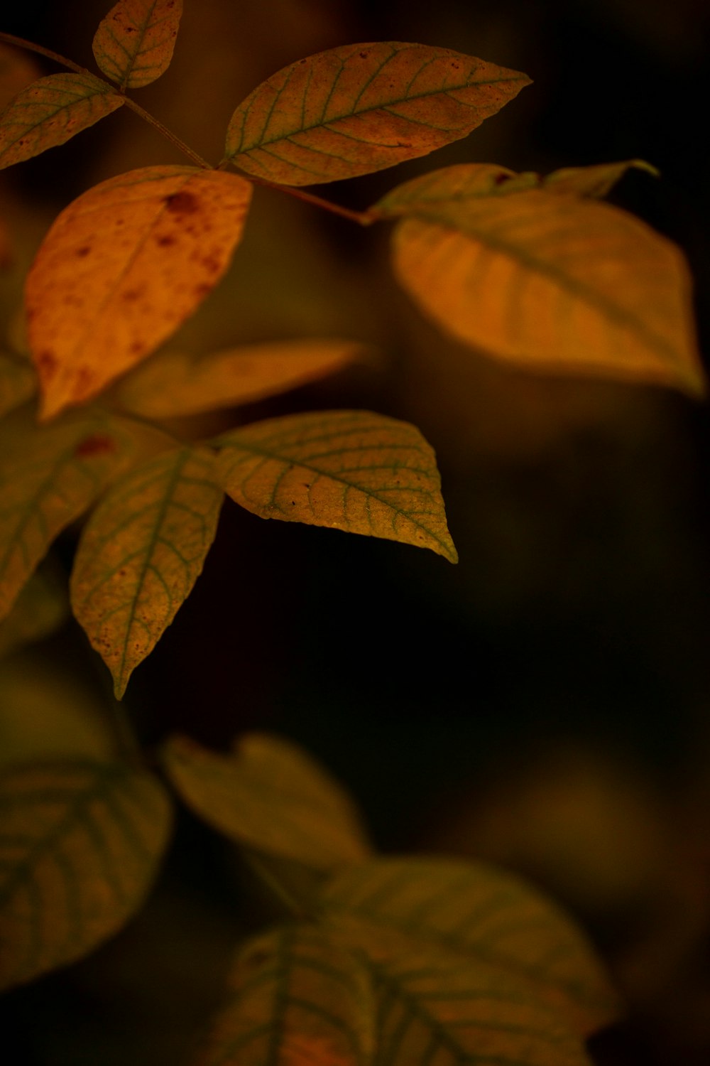 orange-leafed plant