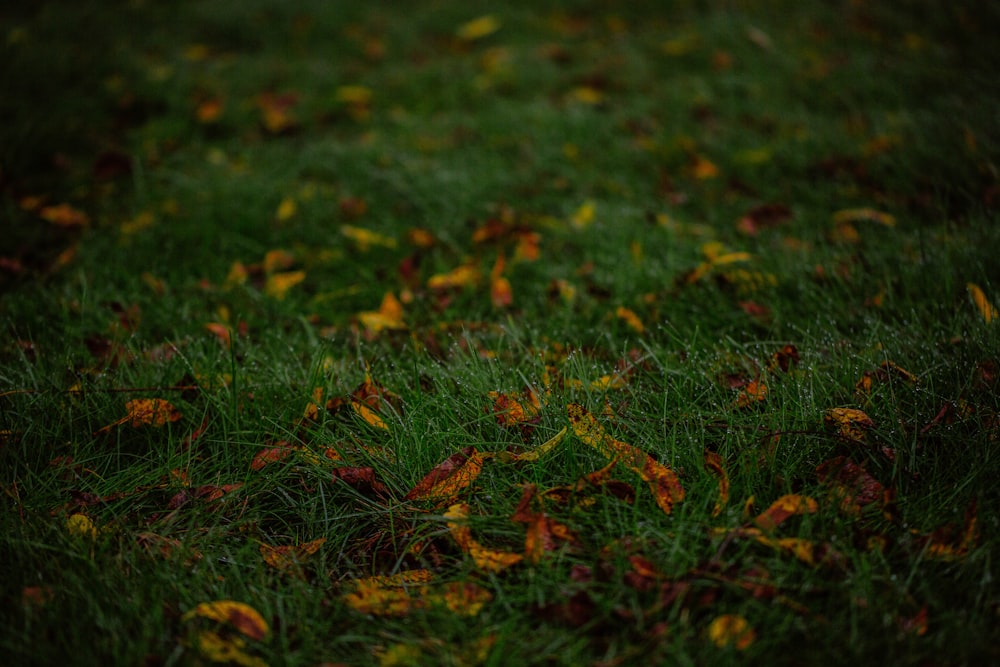 green grass