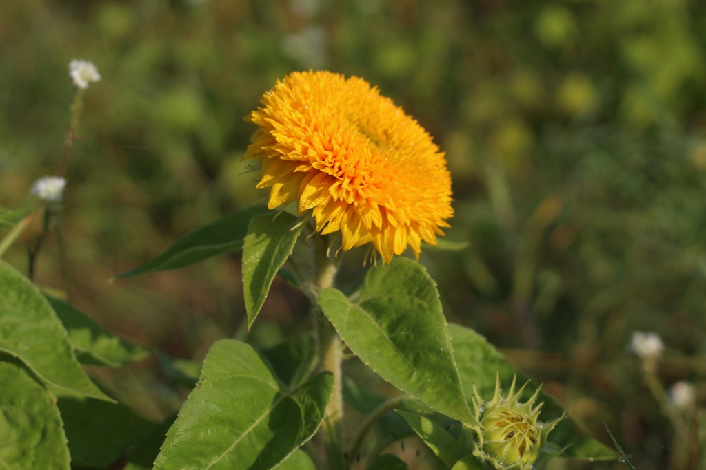 Sunflower Seeds Pack