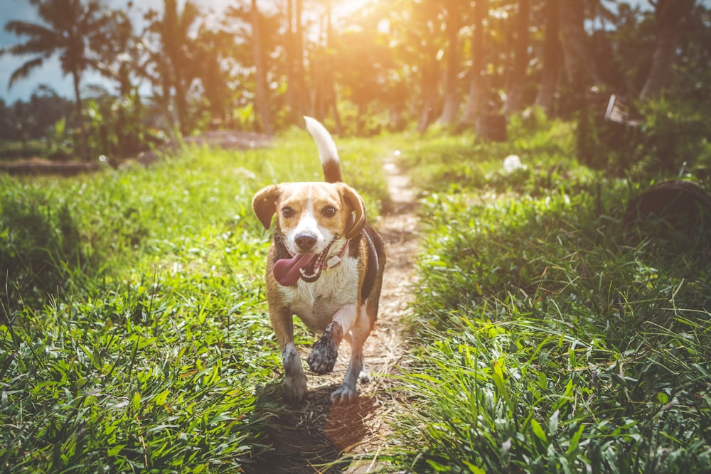 Perro marrón y blanco corriendo en la carretera en medio del campo de hierba