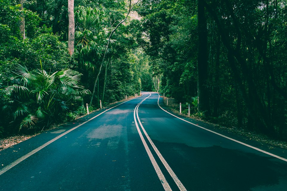 A quiet paved road running through dense green forest