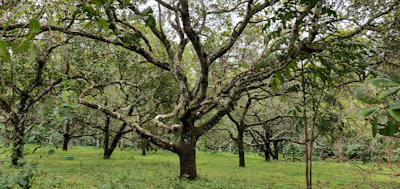A flourishing orchard with layered planting and healthy soil under permaculture care.