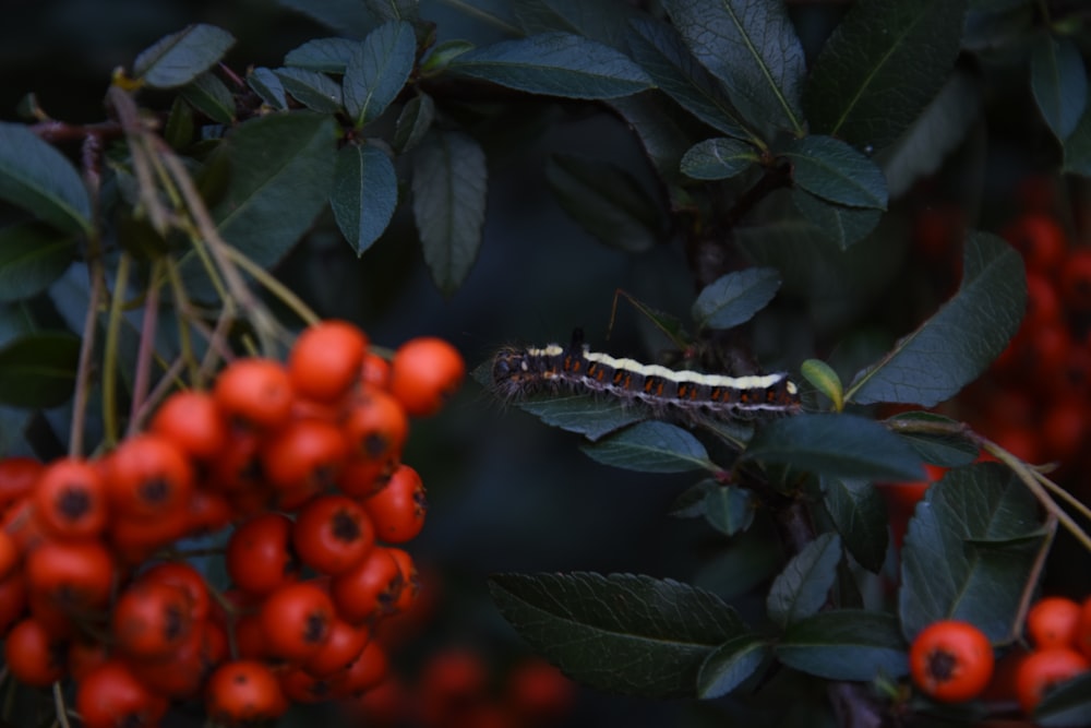 white and brown caterpillar on green leaf