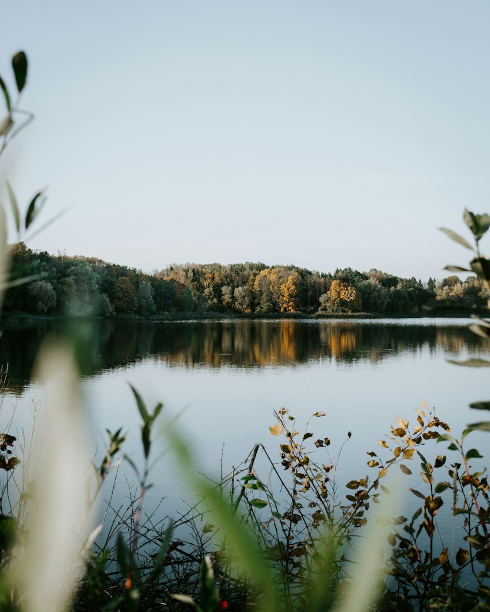 lake surrounded with tall green trees