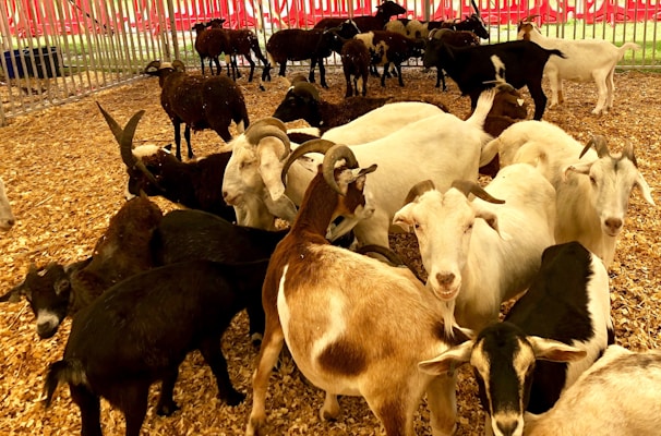 A variety of goat breeds displayed in a farm setting.