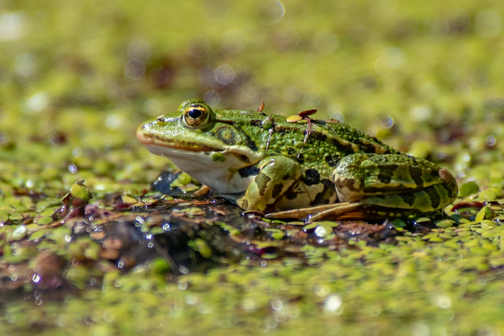 green and yellow toad on brown surface
