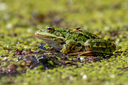 green and yellow toad on brown surface in Wilhelmsdorf Germany