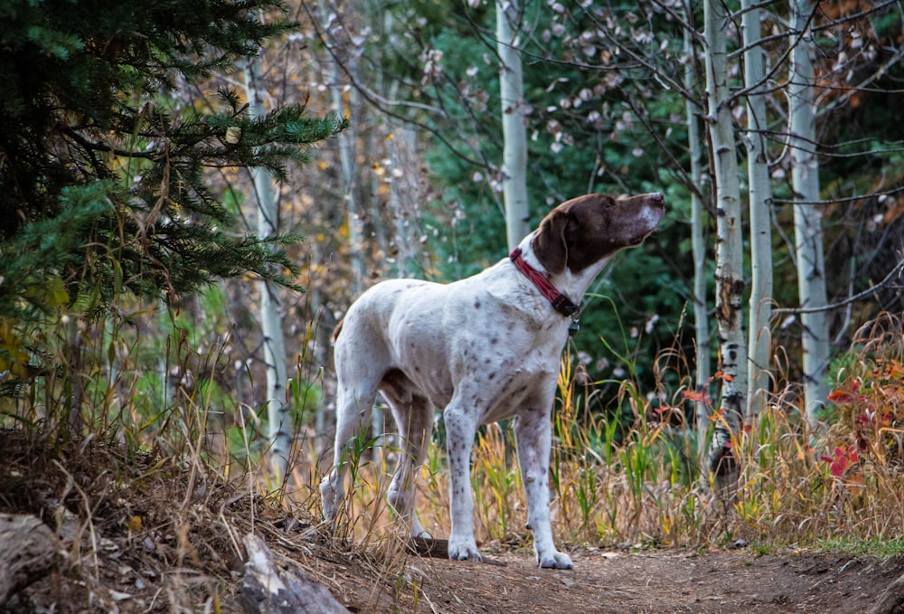 adult white and tan short-haired German pointer