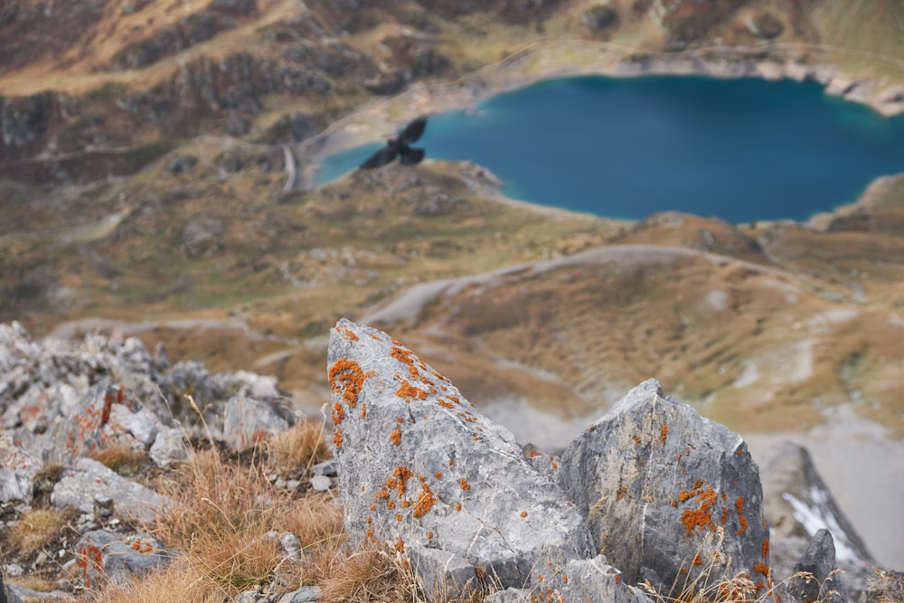 black bird flying above mountain