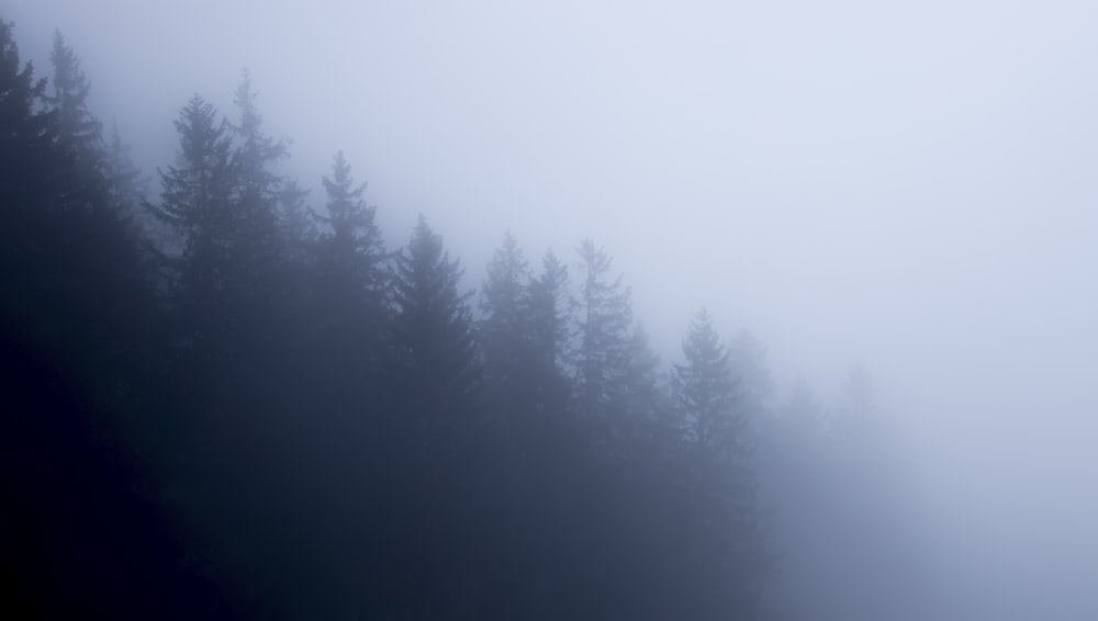 pine trees under foggy sky