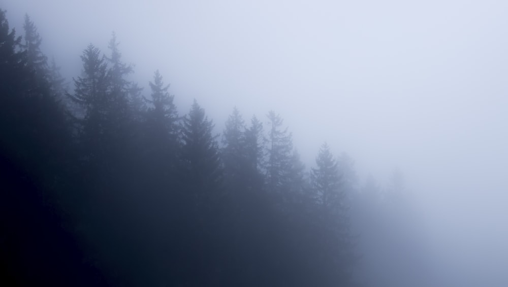 pinos bajo el cielo nublado