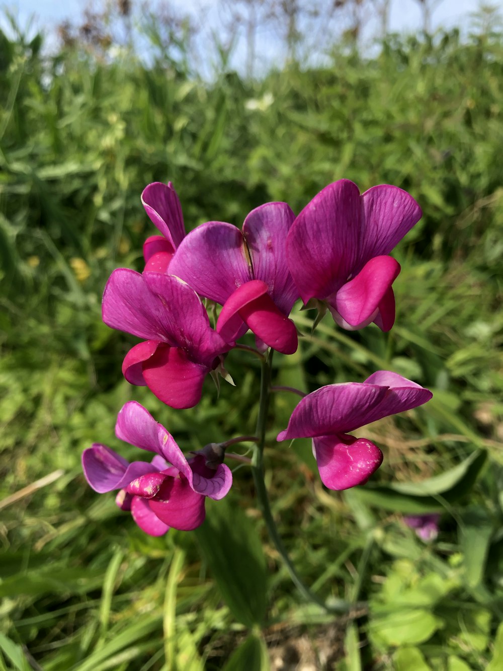 purple flowers during daytime