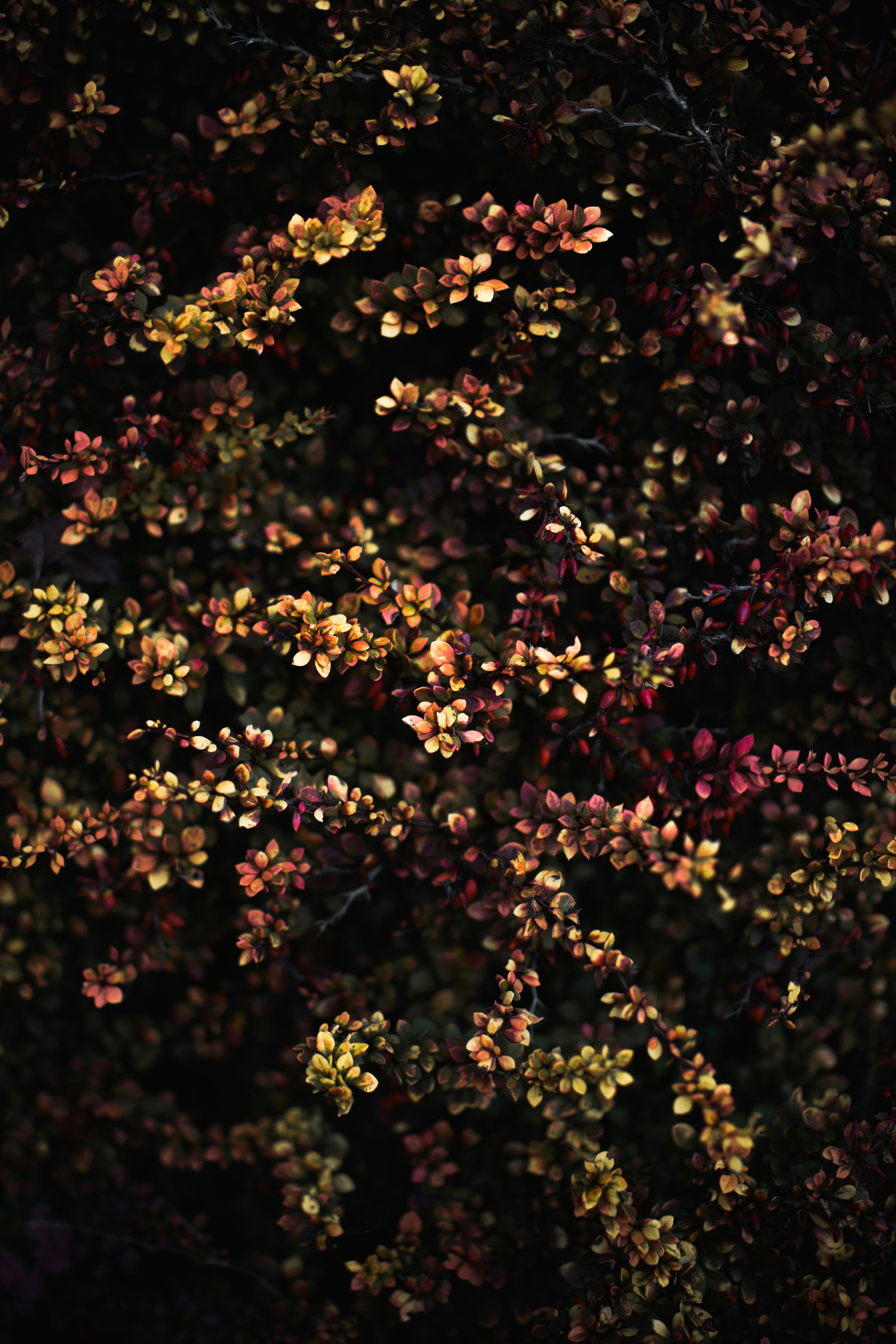 Photo by williamdaigneault