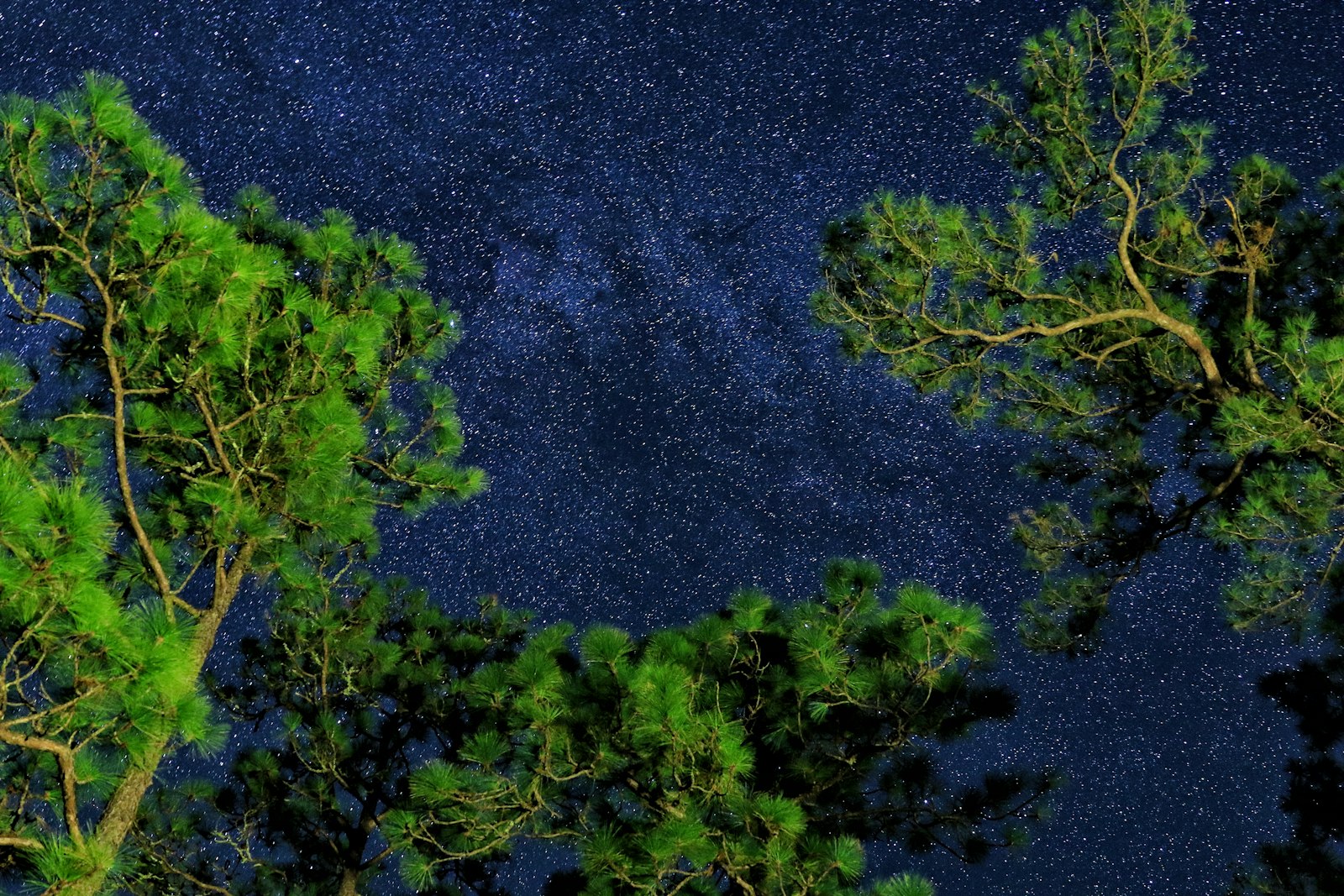 Canon EOS 7D Mark II + Canon EF 24-70mm F2.8L II USM sample photo. Tall and green trees photography