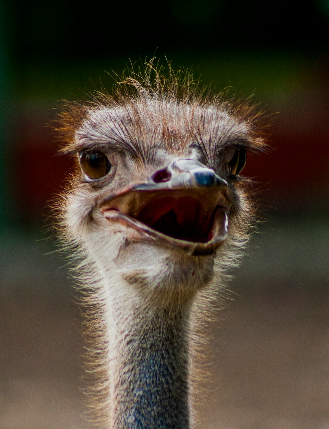  close up photography of ostrich head ostrich