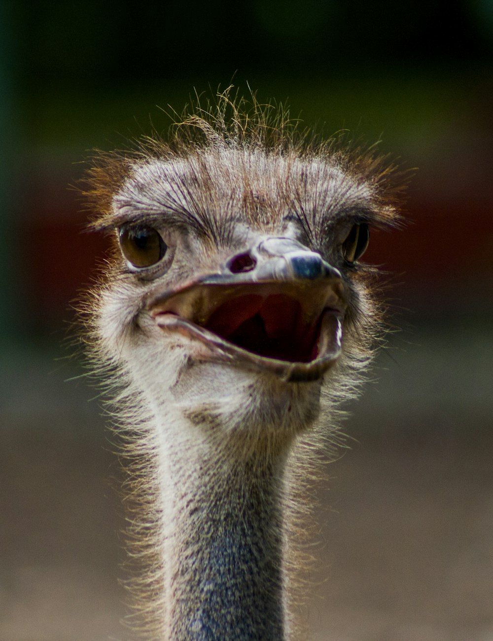 close-up photography of ostrich head