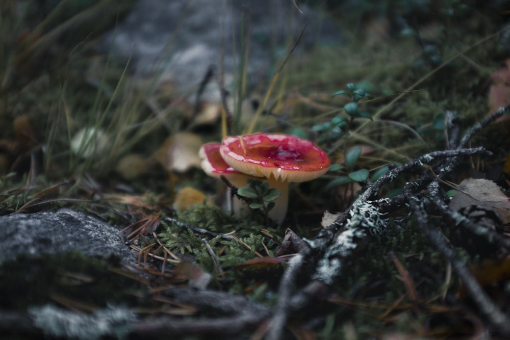 red and white mushroom on ground