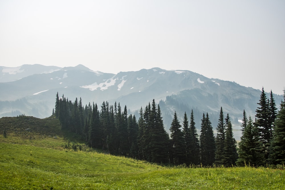 pine trees and mountains