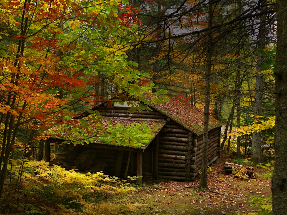 brown wooden house surrounded by trees