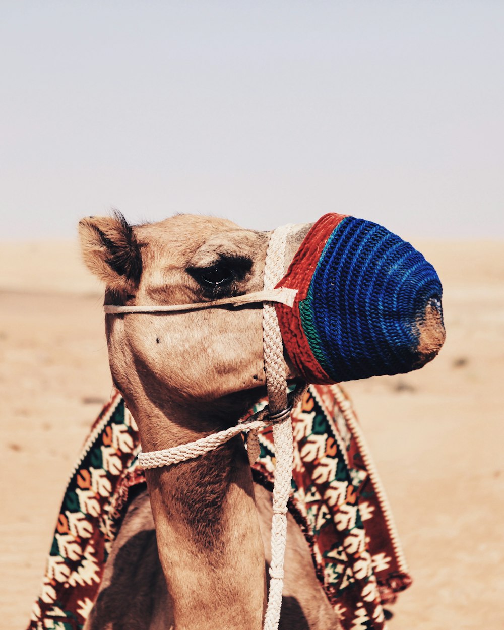 camel with blue and red mouth cover during daylight